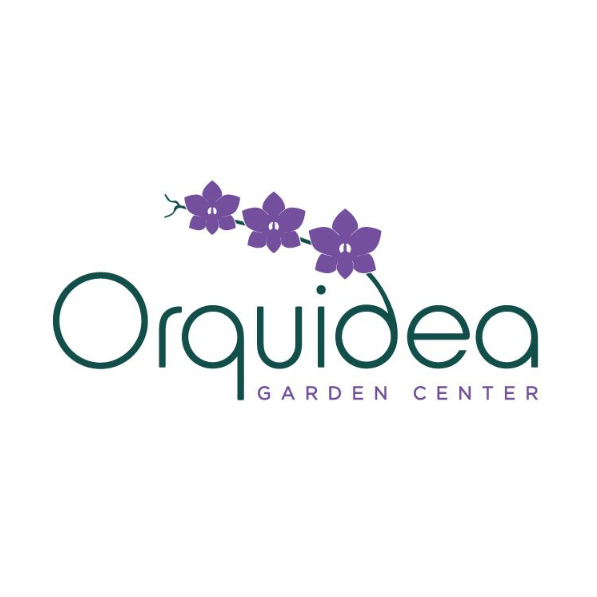 Orquidea